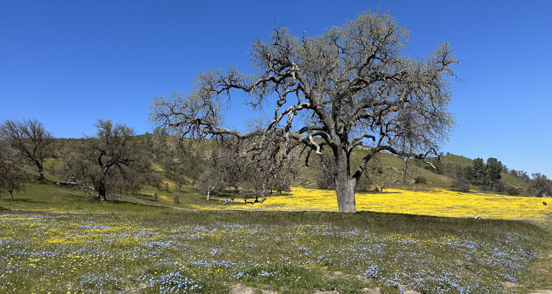 Shell creek view in a good year